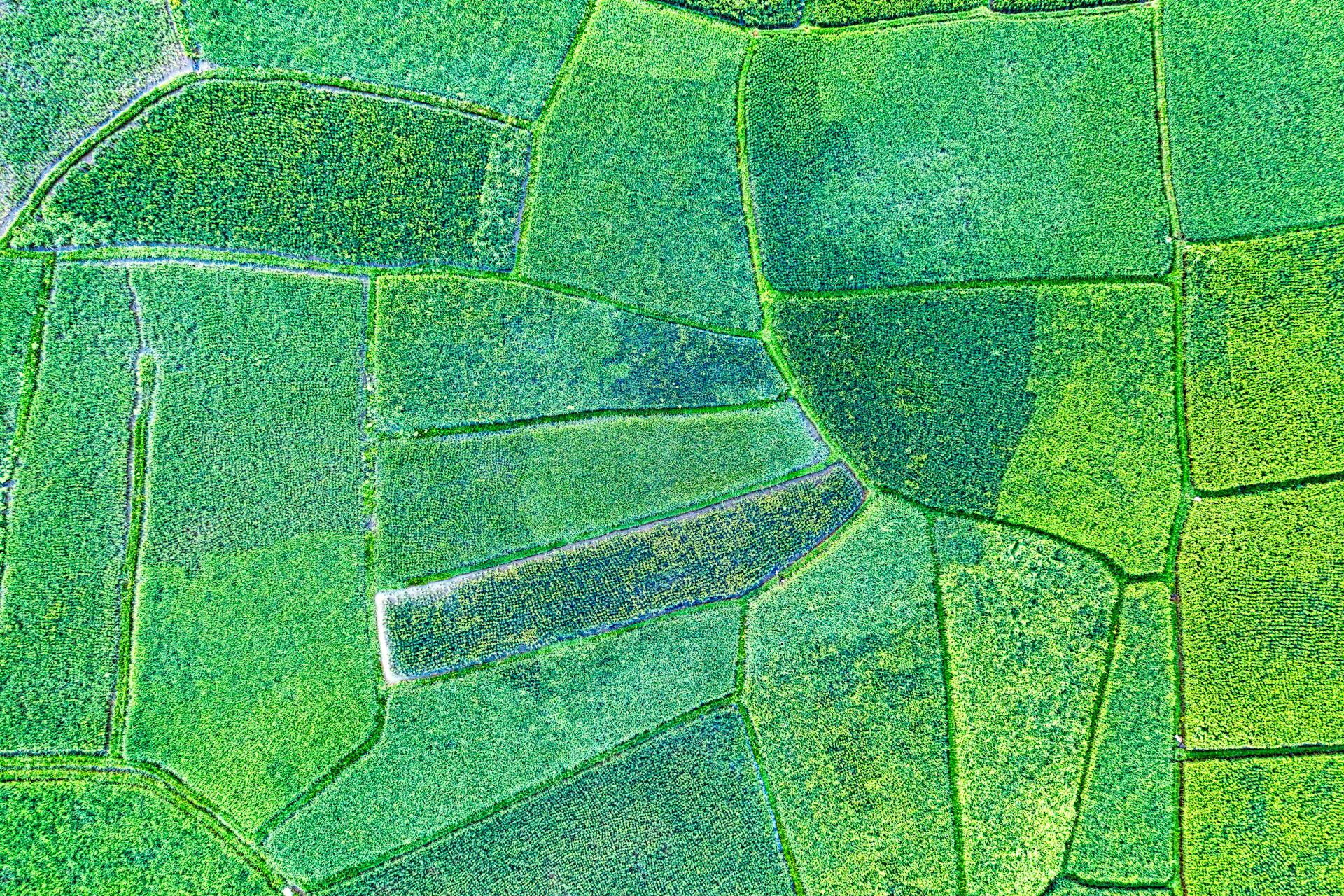 Satellite crop imagery